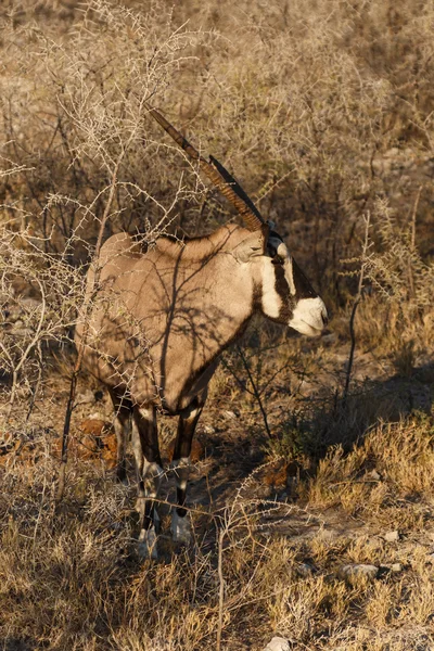 Oryx - πάρκο σαφάρι Ετόσα στην Ναμίμπια — Φωτογραφία Αρχείου