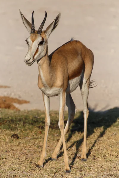 Antilopa skákavá - safari parku etosha v Namibii — Stock fotografie