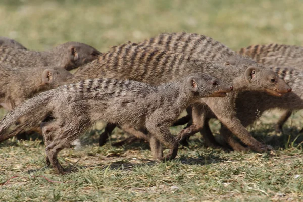 Смуги mongoose - Сафарі-парк Етоша в Намібії — стокове фото