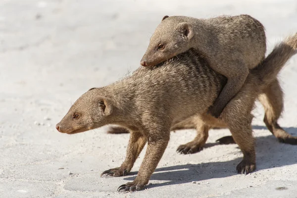 Banded Mongoose - Parc Safari Etosha en Namibie — Photo