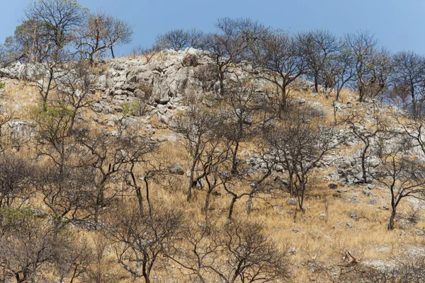 Etosha Safari Park na Namíbia — Fotografia de Stock