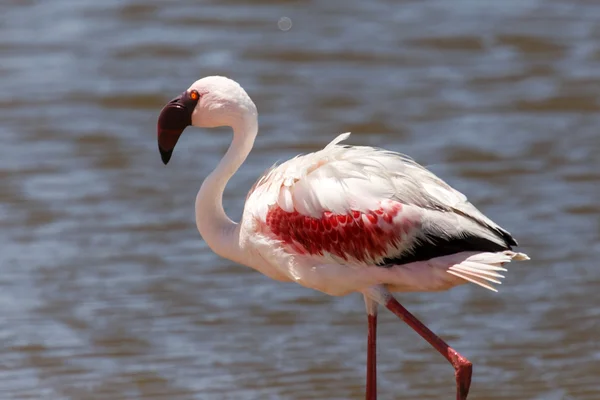 Flamingo - Namibia — Stockfoto