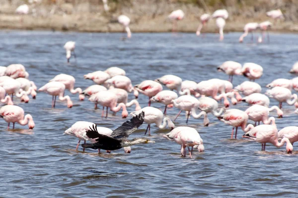 Flamingo latające - namibia — Zdjęcie stockowe