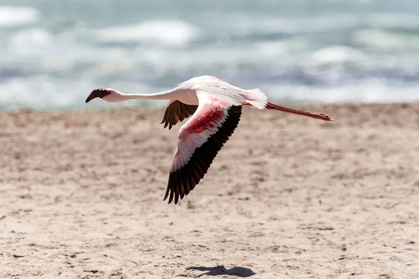 Полет Фламинго - Намибия — стоковое фото