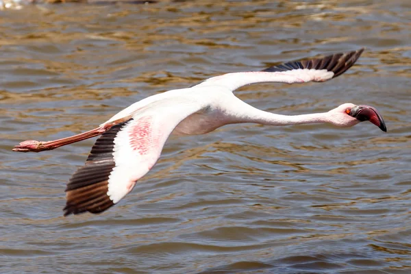 Flamingo vliegen - Namibië — Stockfoto