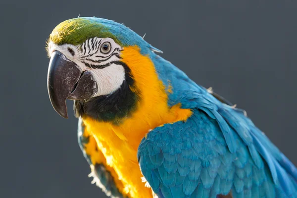 Macaw albastru și galben (ara ararauna ) — Fotografie, imagine de stoc