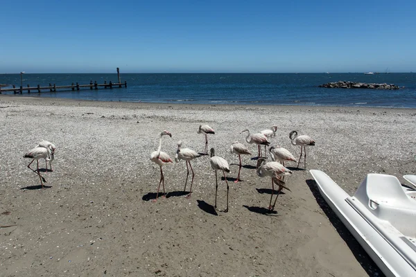 Flamingo - Namibia — Zdjęcie stockowe