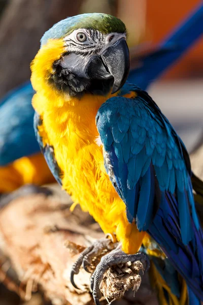 Guacamayo azul y amarillo —  Fotos de Stock