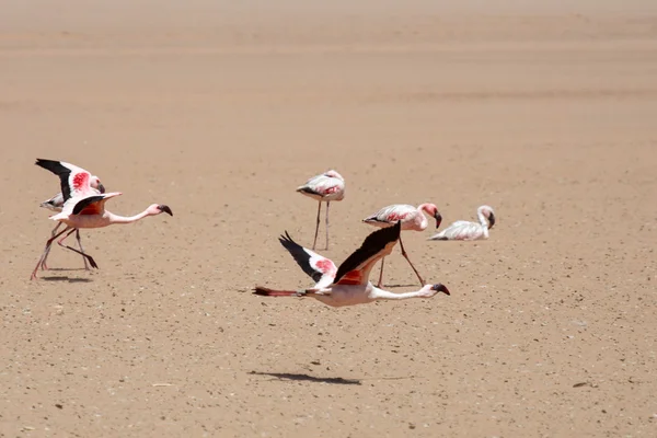 火烈鸟飞-纳米比亚 — 图库照片
