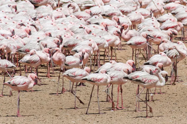 Фламинго - Намибия — стоковое фото