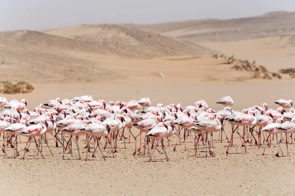 Flamant rose - Namibie — Photo