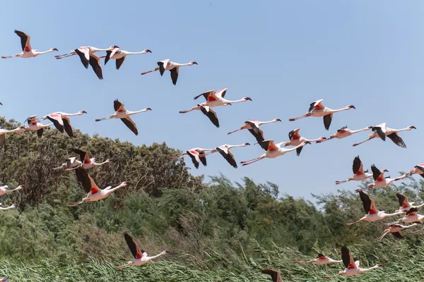 Flamingo Flying - Namibia — Stock Photo, Image