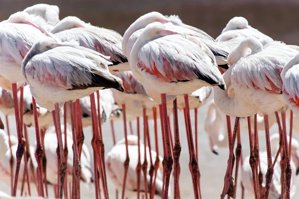 Фламинго - Намибия — стоковое фото