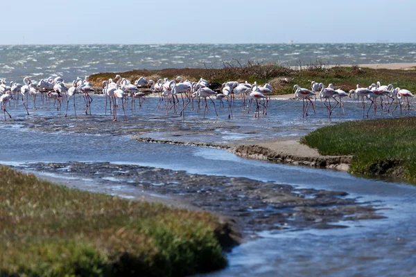 Flamingo - Namibia — Stock Photo, Image