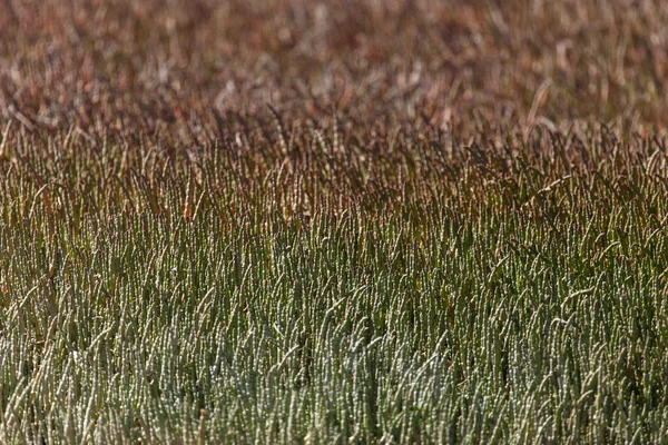 ウォルビズ ベイ - ラムサール条約登録湿地植生 — ストック写真
