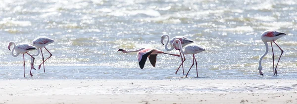 Flamingo vliegen - Namibië — Stockfoto