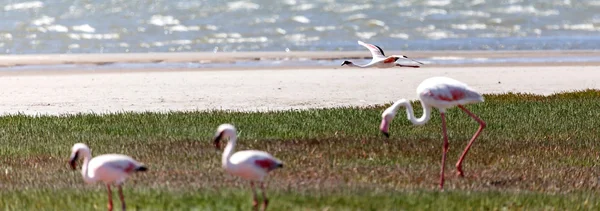 Flamingo vliegen - Namibië — Stockfoto