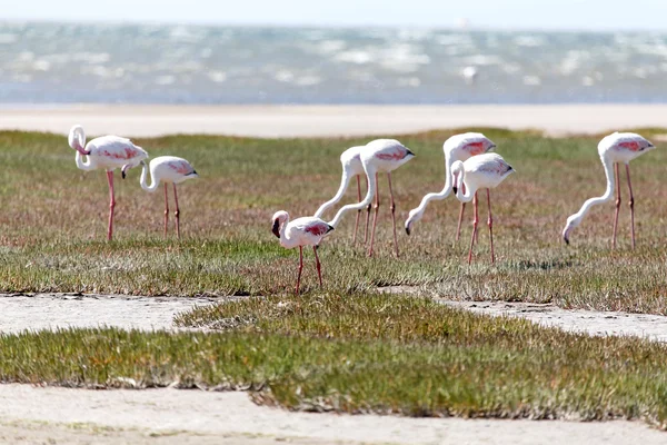 Flamingo - Namibië — Stockfoto