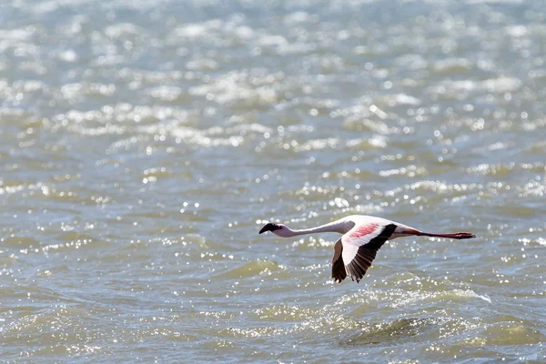 Flamingo vliegen - Namibië — Stockfoto