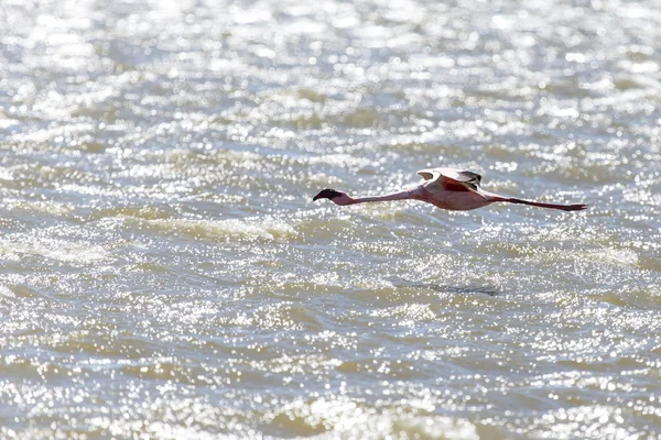 Flamingo fliegen - namibia — Stockfoto