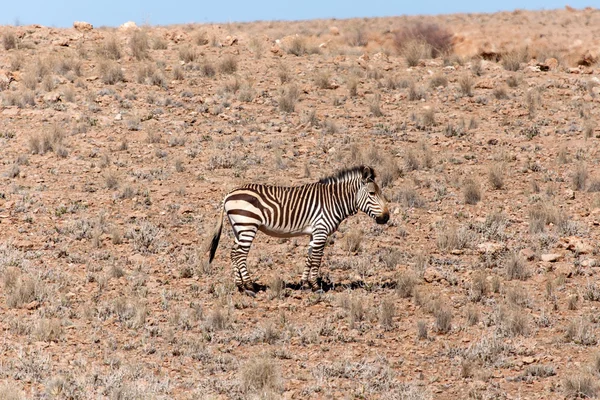 Berg zebra på sossusvlei, namibia — Stockfoto