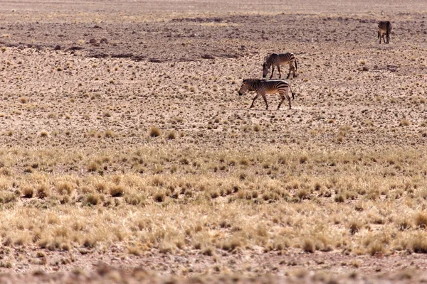 Hegyi zebra a sossusvlei, Namíbia — Stock Fotó