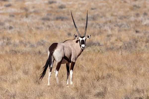 Oryx w susza, namibia — Zdjęcie stockowe