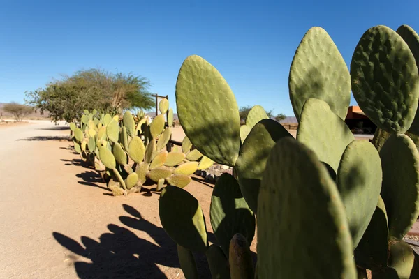 Cactus in Solitaire — Stockfoto