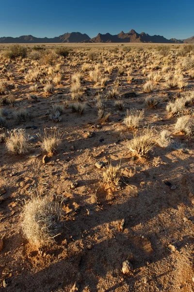 Susza, namibia — Zdjęcie stockowe