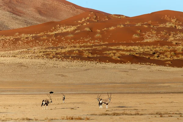 Sossusvlei，纳米比亚的羚羊 — 图库照片