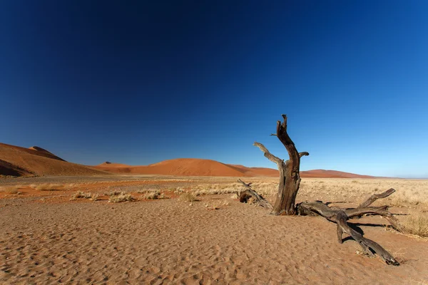 在 sossusvlei，纳米比亚的死树 — 图库照片