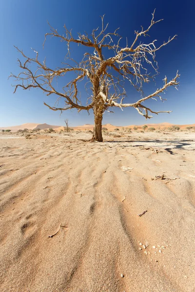 在 sossusvlei，纳米比亚的死树 — 图库照片