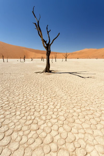 Dead vlei - sossusvlei, Намибия — стоковое фото
