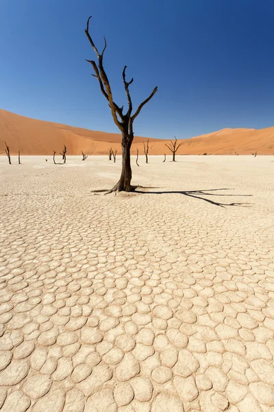 죽은 vlei-sossusvlei, 나미비아 — 스톡 사진