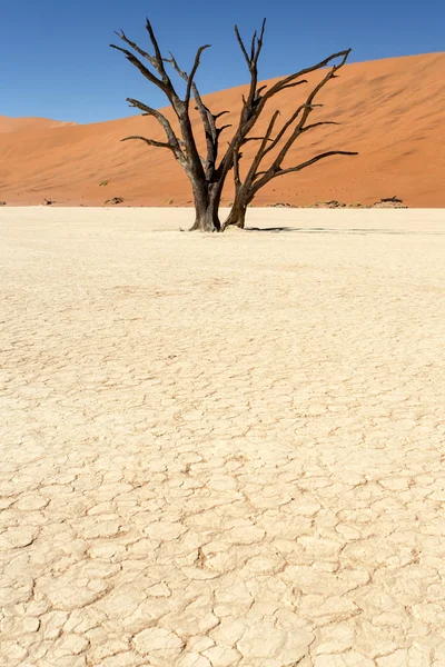 死んだ vlei - ソーサス フライ、ナミビア — ストック写真