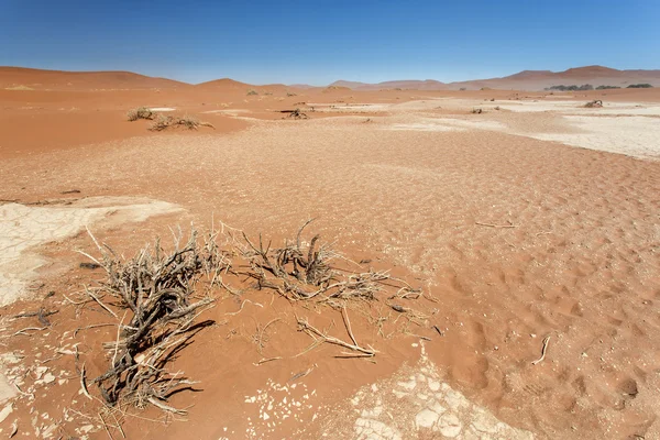 Dead Vlei - Sossusvlei, Namíbia — Fotografia de Stock