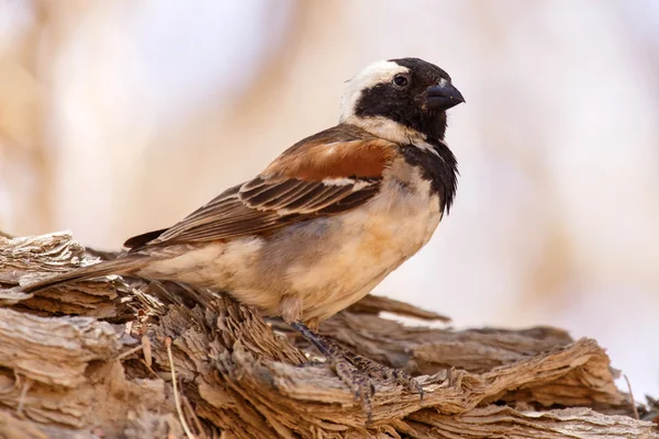 Manliga sällskaplig weaver fågel, namibia — Stockfoto