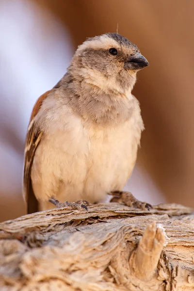 Uccello tessitore socievole femminile, Namibia — Foto Stock