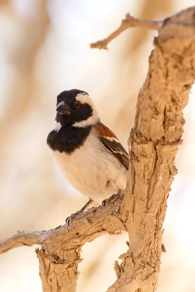 Manliga sällskaplig weaver fågel, namibia — Stockfoto