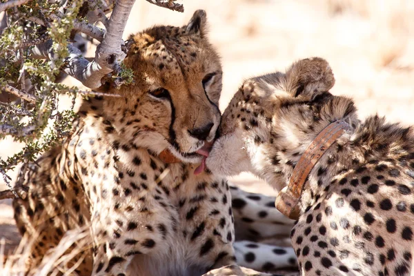 Cheetah Sossusvlei, Namibya'da yalama — Stok fotoğraf