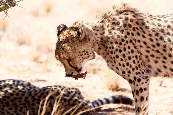 Cheetah Eats en Sossusvlei, Namibia — Foto de Stock