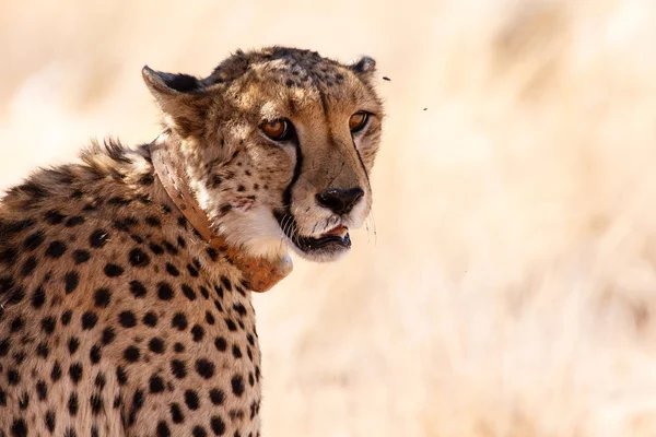 Cheetah in Sossusvlei, Namibia — Stock Photo, Image