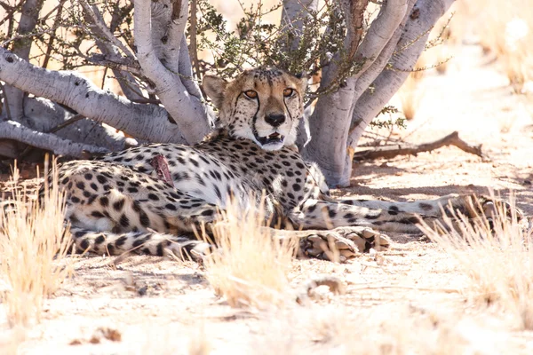 Guépard en Sossusvlei, Namibie — Photo