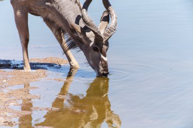 Kudu - etkin safari park Namibya