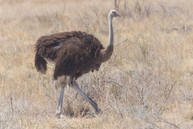 dişi deve kuşu - etkin safari park Namibya