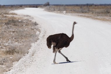 dişi deve kuşu - etkin safari park Namibya