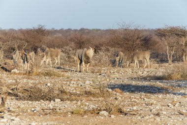 Eland - etkin safari park Namibya