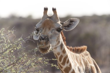 zürafa - etkin safari park Namibya