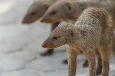şeritli mongoose - etkin safari park Namibya