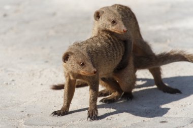 şeritli mongoose - etkin safari park Namibya